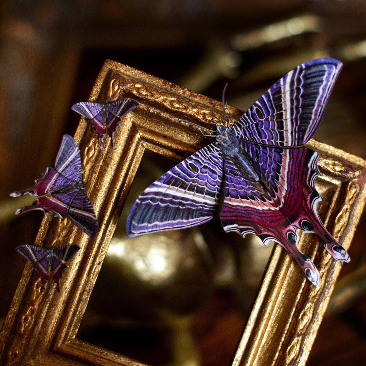 'Moon Eyetail' Moth Set
