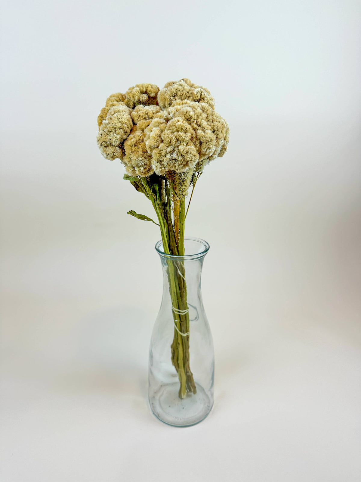 Coxcomb (Celosia) – Palomino/Buff Collection