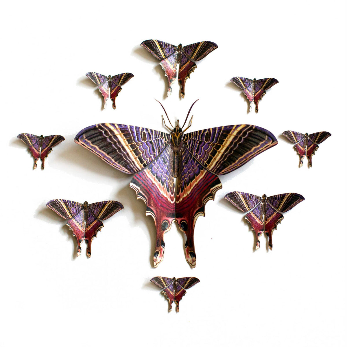'Moon Eyetail' Moth Set