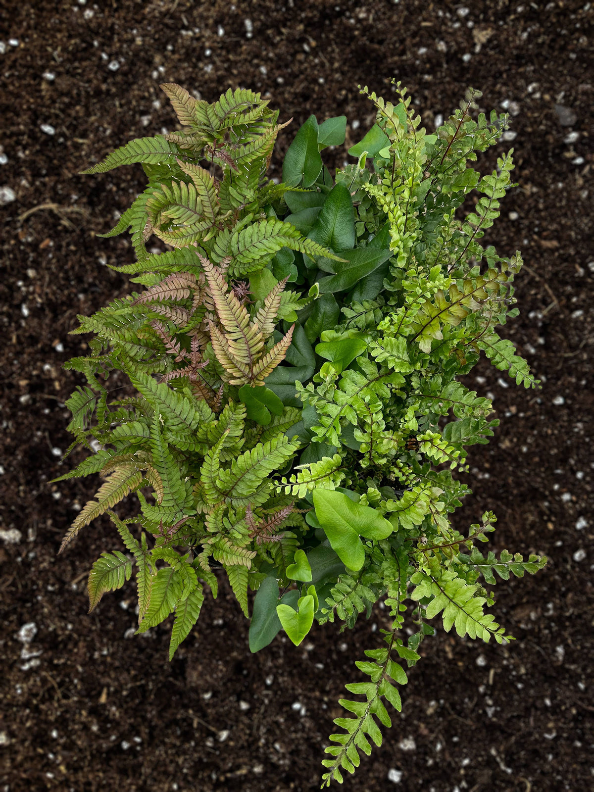 FERN Exotic Assortment Live Plant 4in