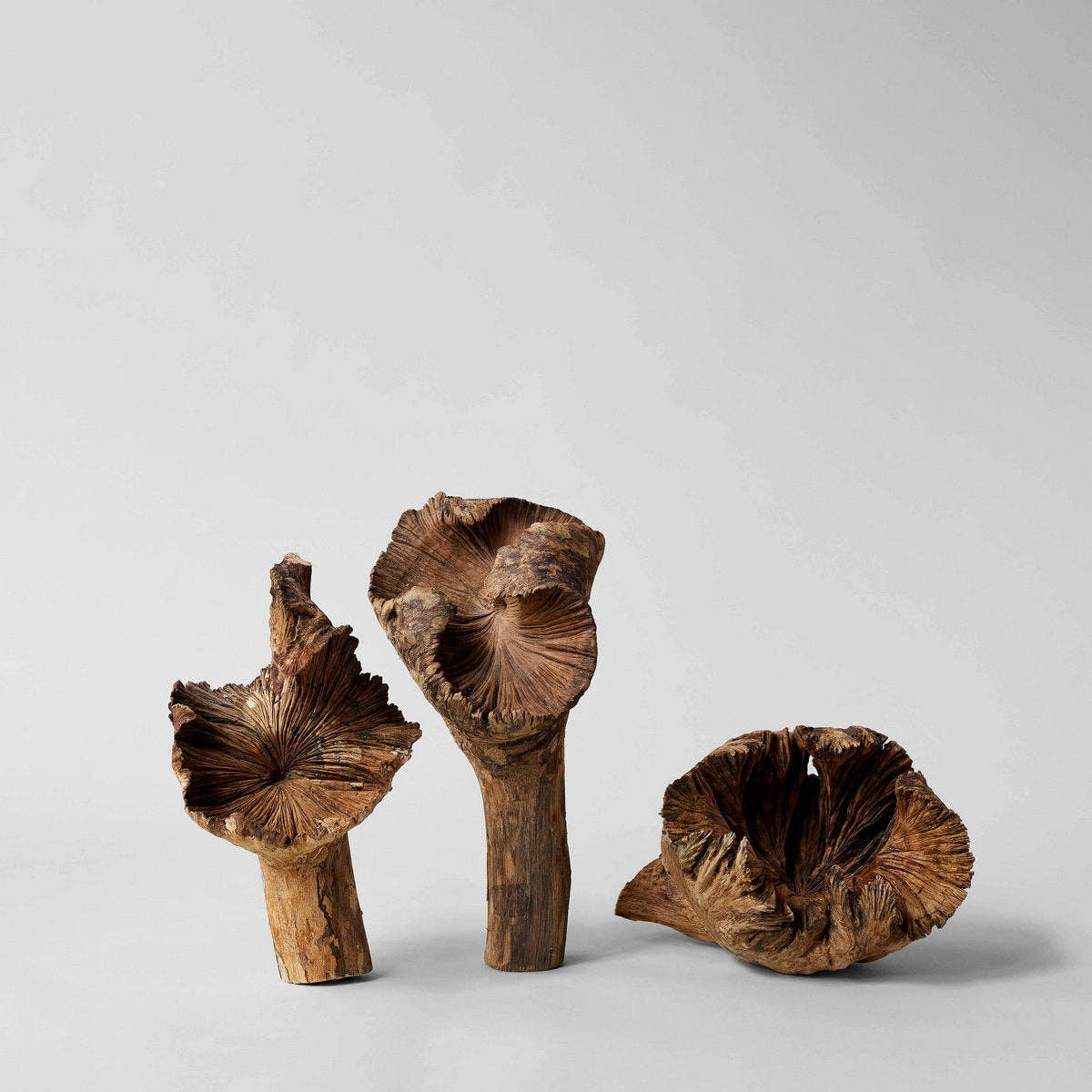 Rare Wood Flower