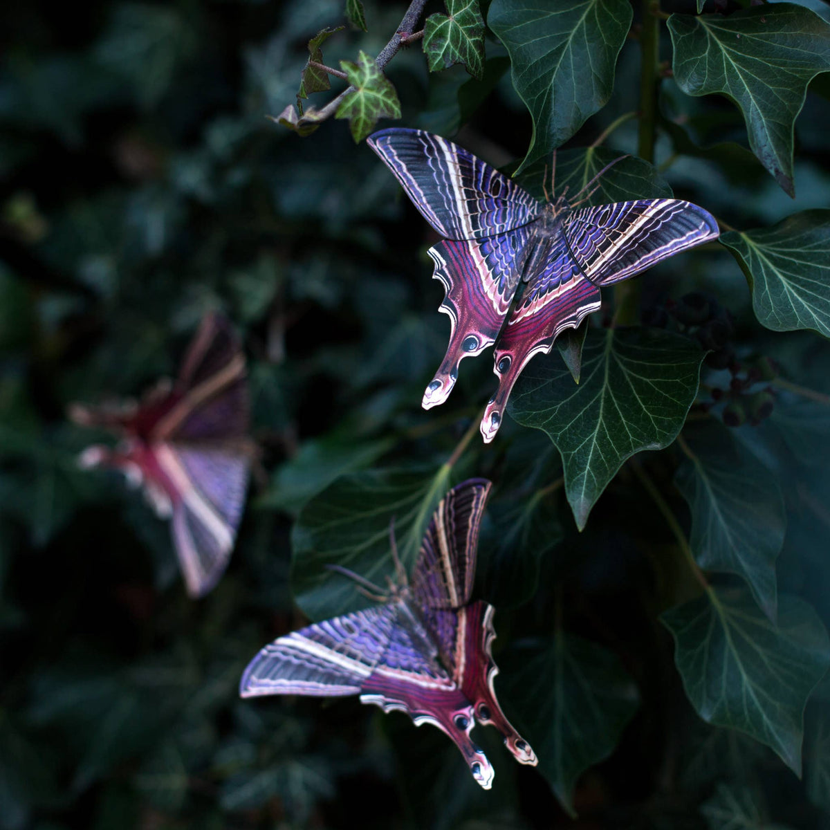'Moon Eyetail' Moth Set