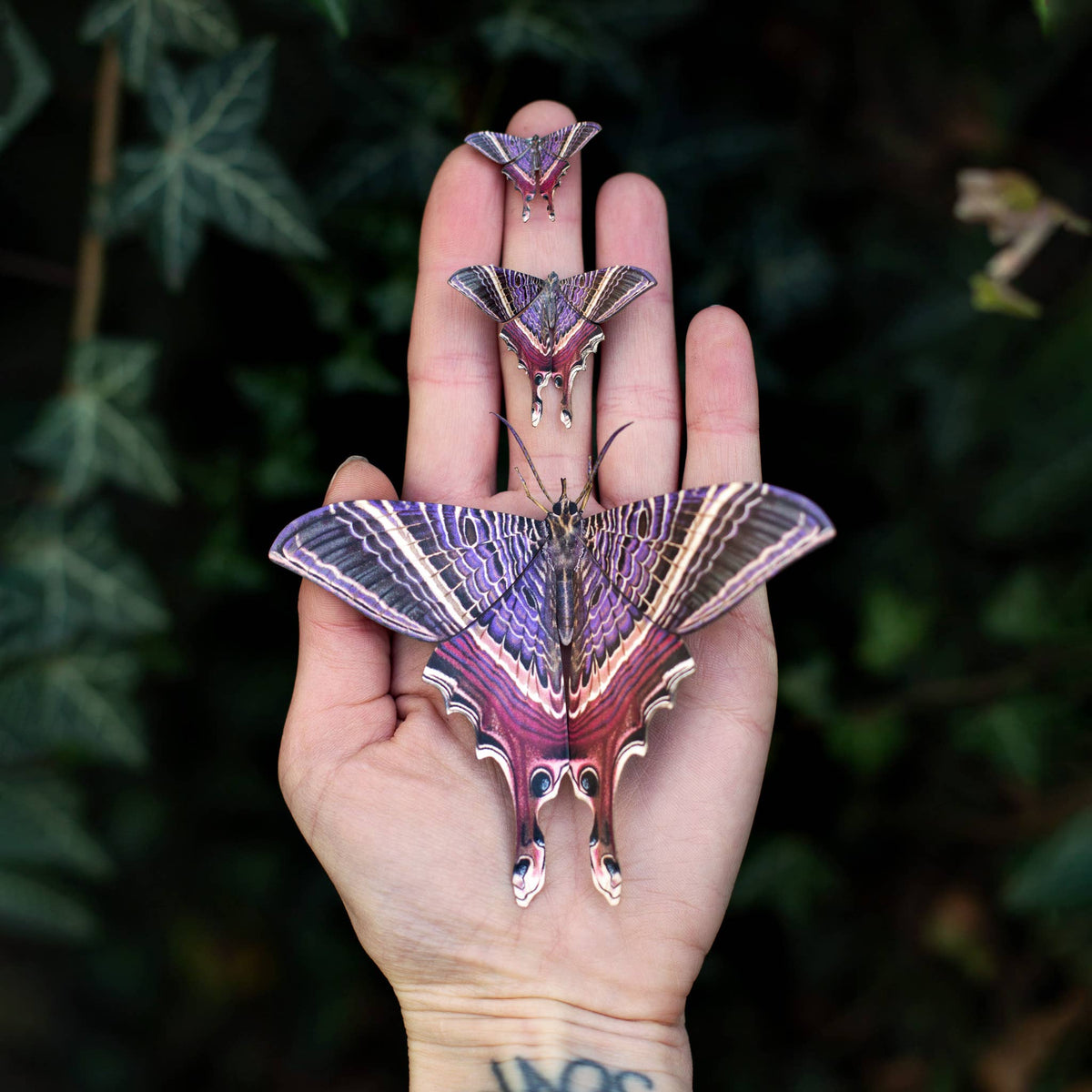 'Moon Eyetail' Moth Set