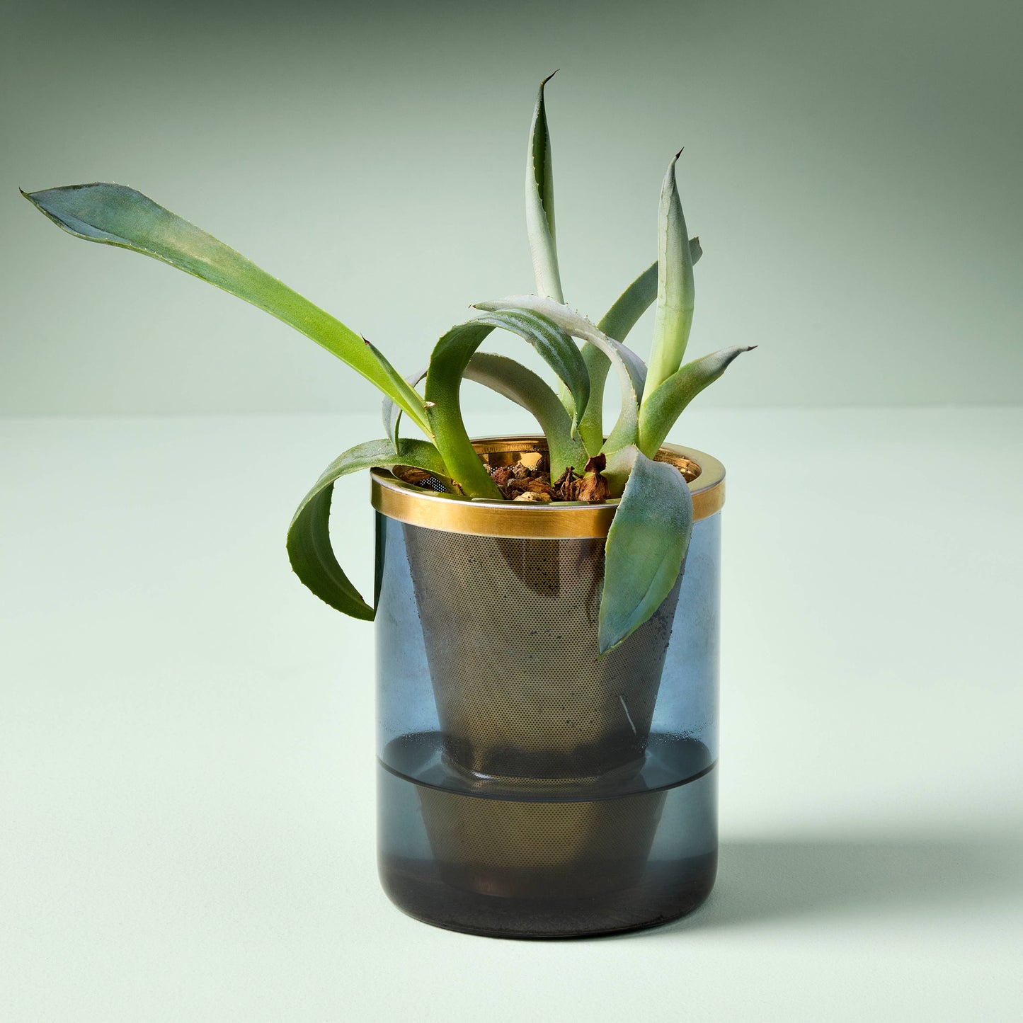 Limited Edition Agave Grow Kit