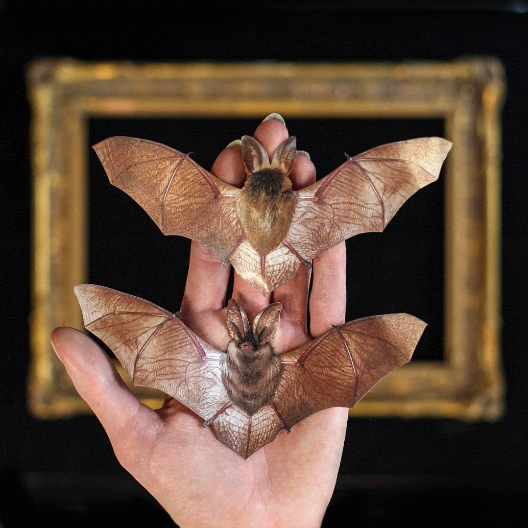 Halloween Bat & Bat Sketelon Paper Set