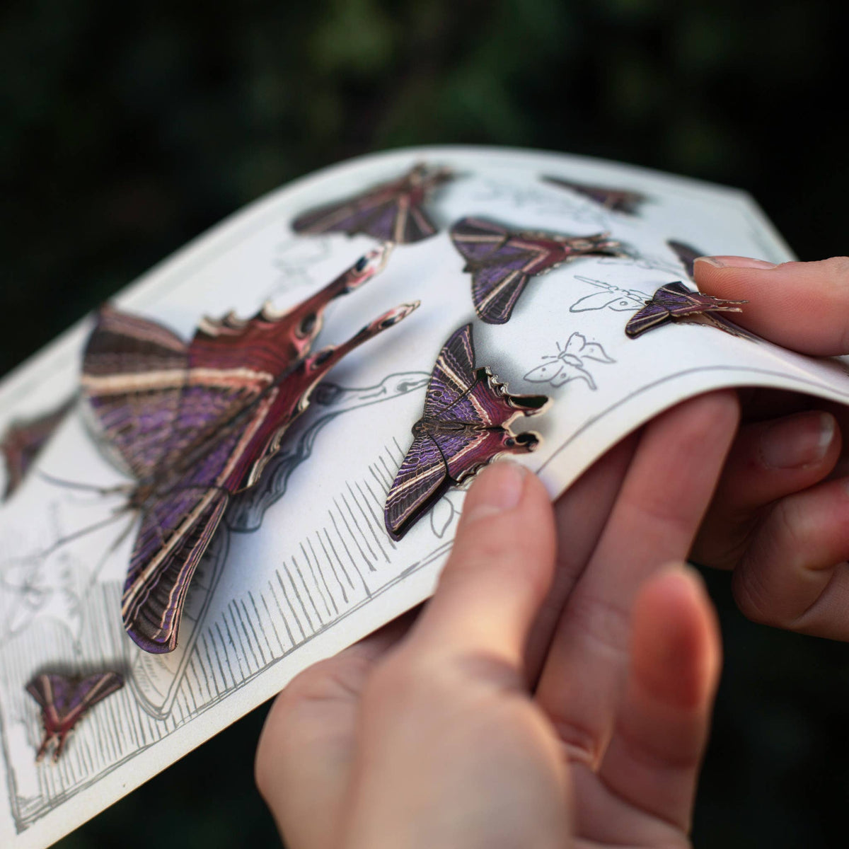 'Moon Eyetail' Moth Set