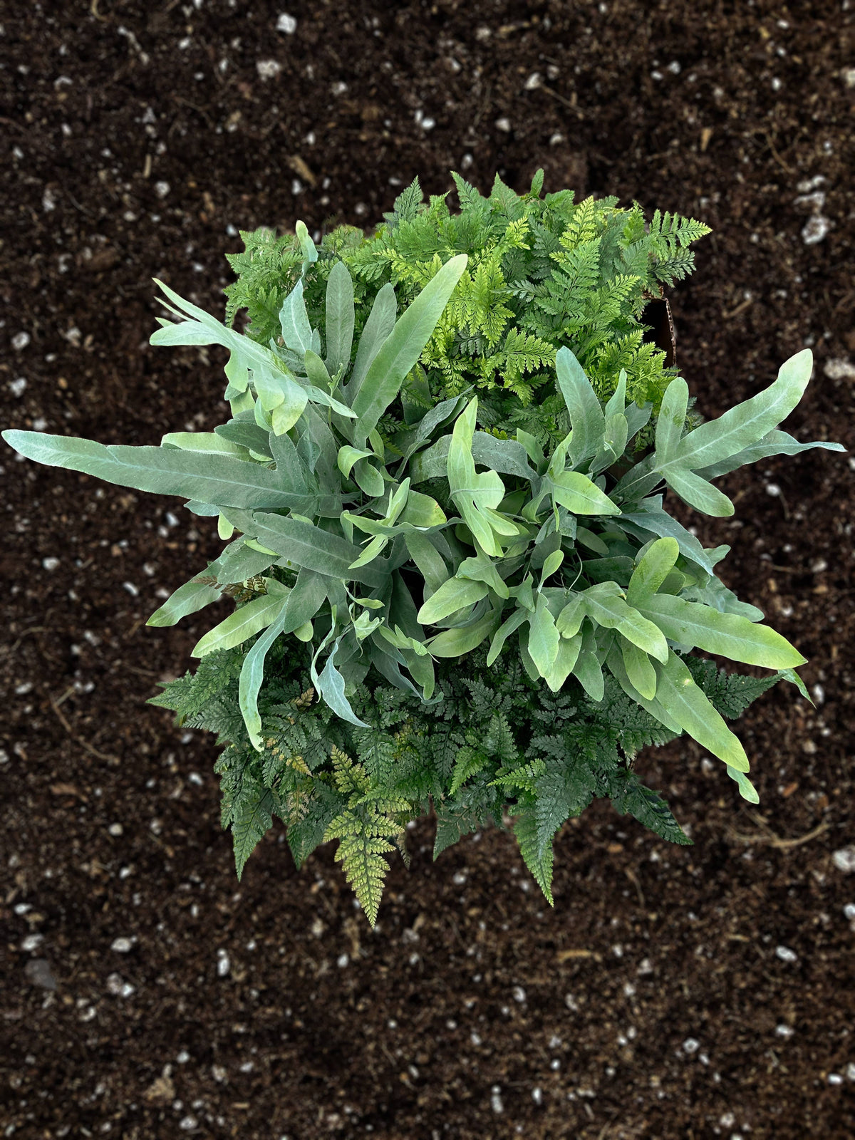FERN Footed Assortment Live Plant 6in