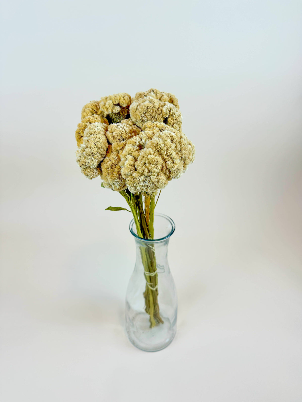 Coxcomb (Celosia) – Palomino/Buff Collection