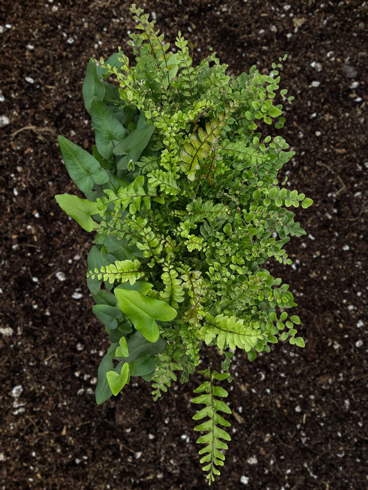 FERN Exotic Assortment Live Plant 4in