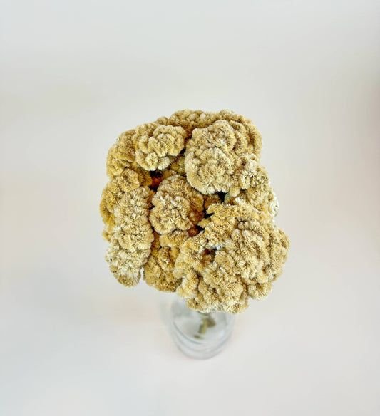 Coxcomb (Celosia) – Palomino/Buff Collection