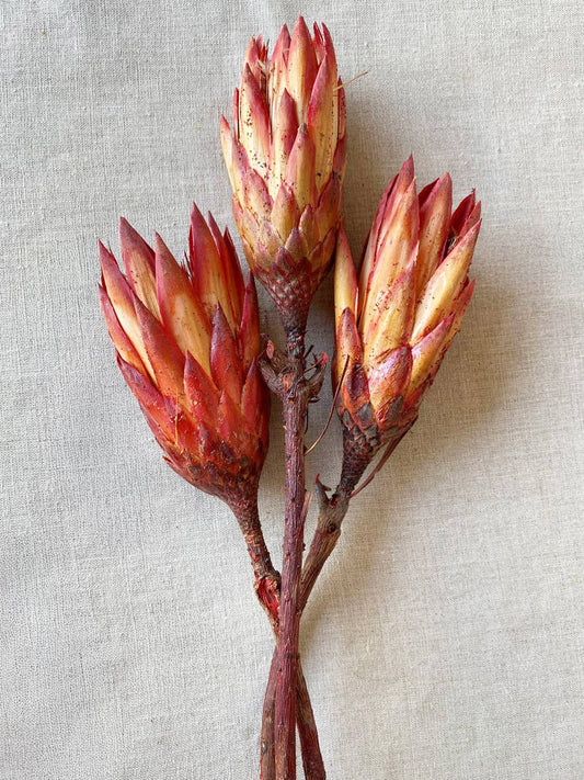 Dried Protea Flowers