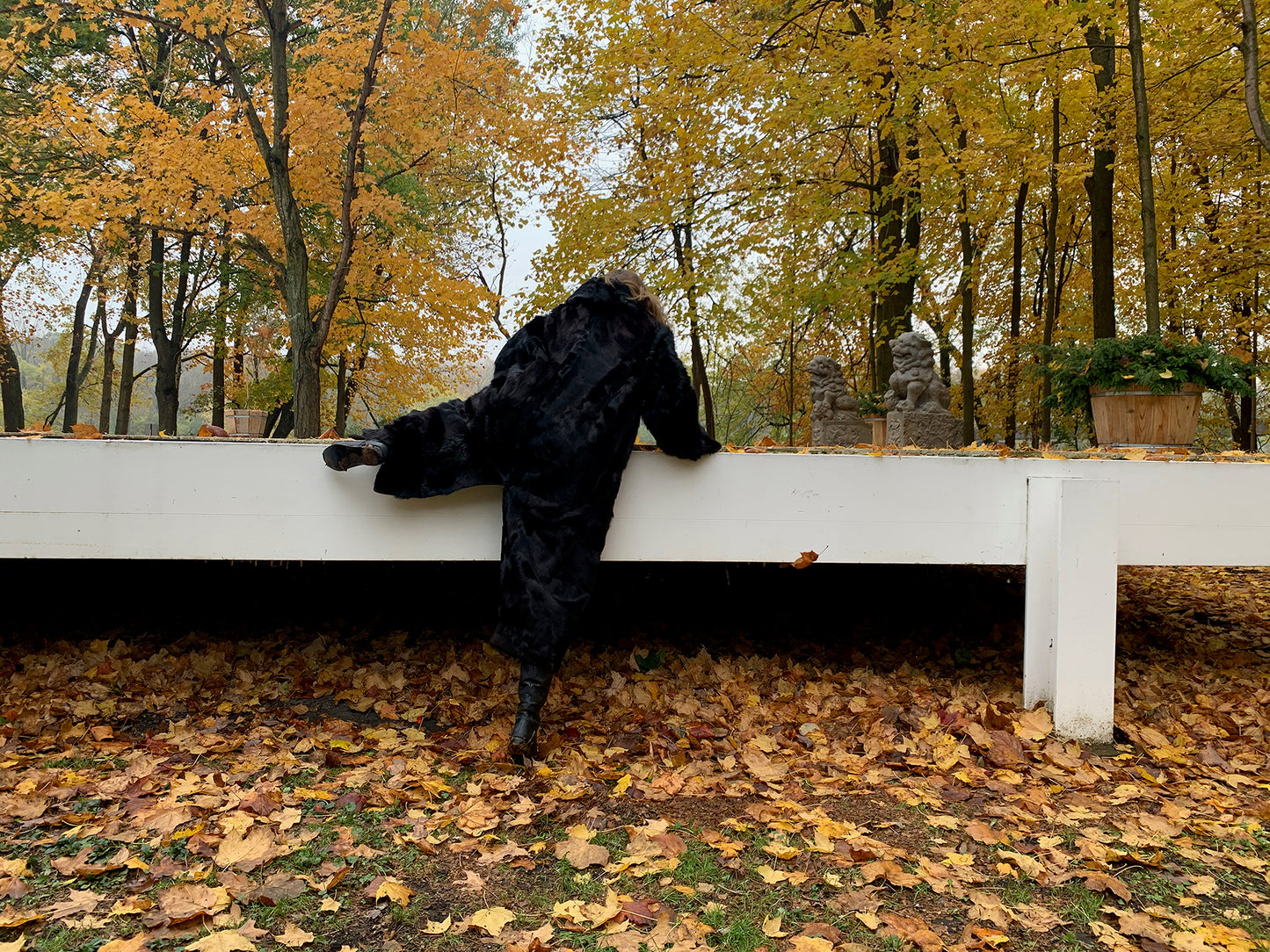 Equine in Feature (Above)_By Nora Wendl