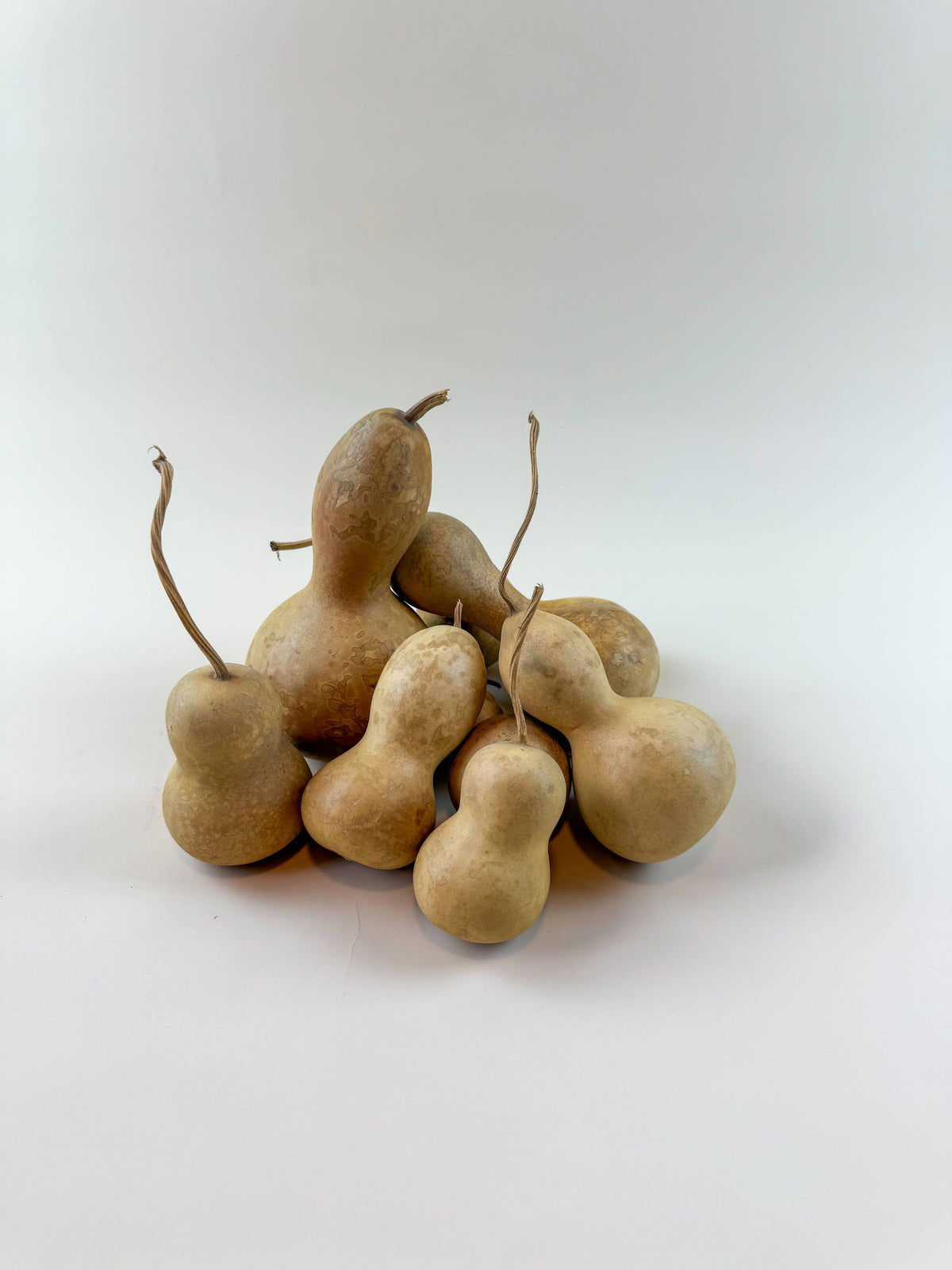 Gourds -Naturally Dried /12 Count Variety Pack