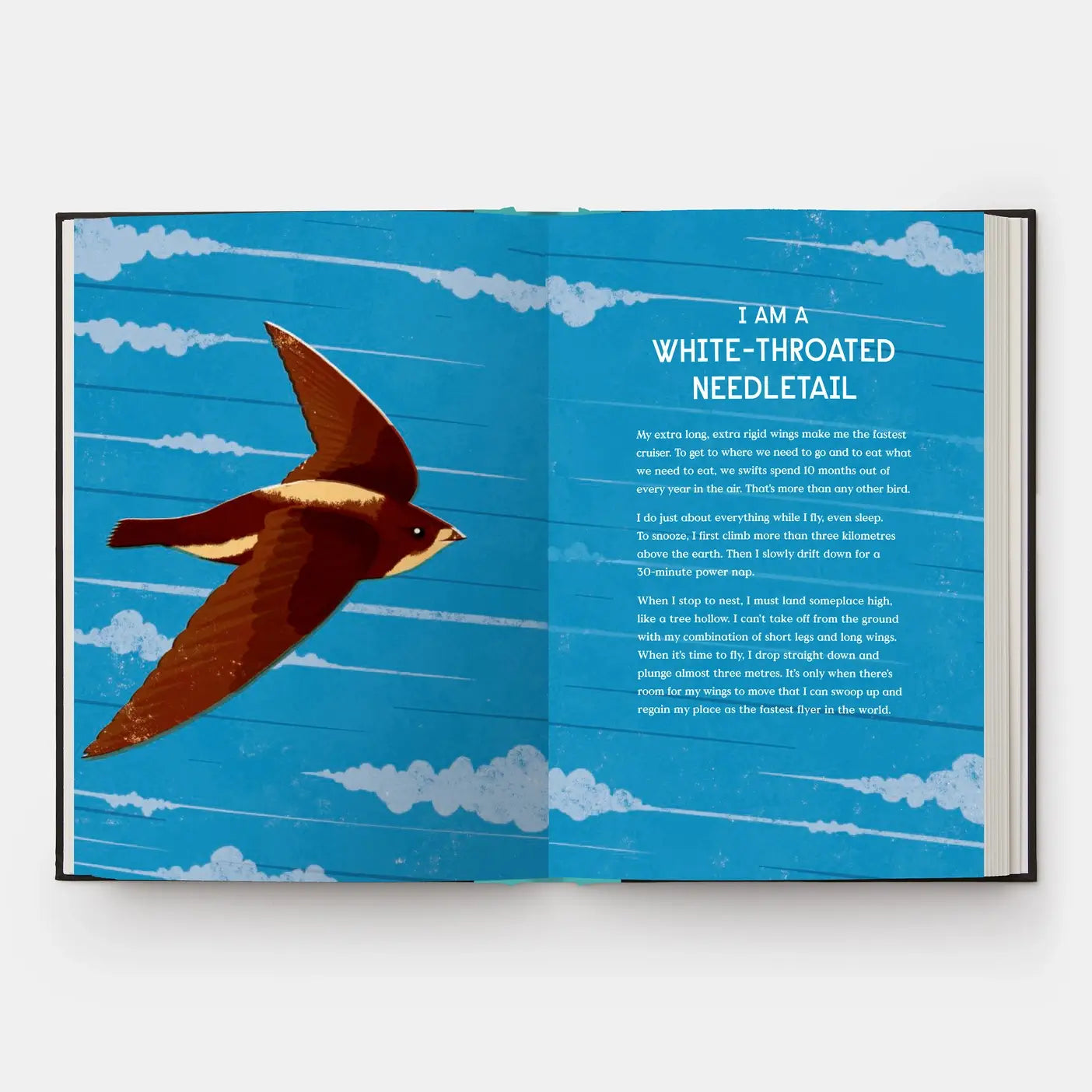 Book Of Flight: 10 Record-Breaking Animals With Wings