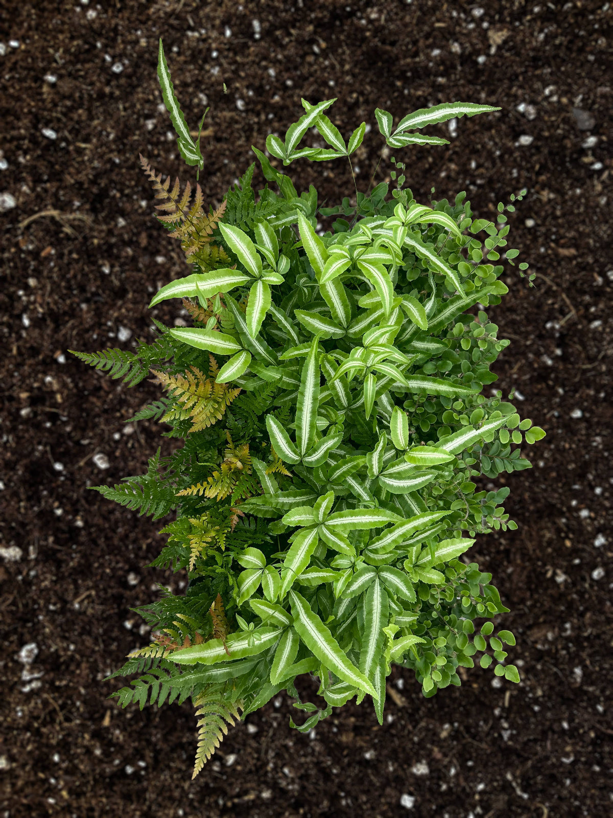 FERN Exotic Assortment Live Plant 4in