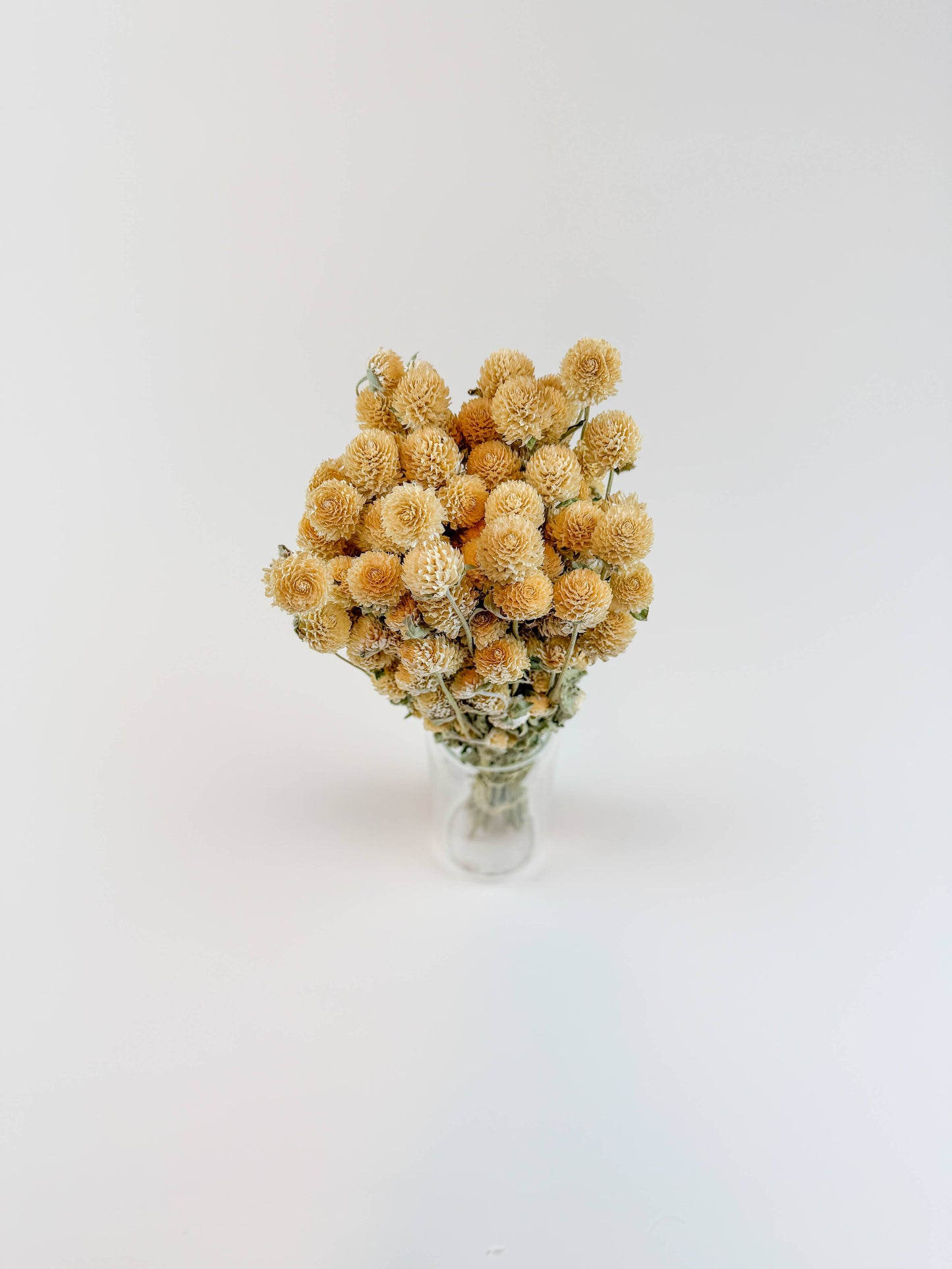 Honey Globe Amaranth – Naturally Dried Flowers