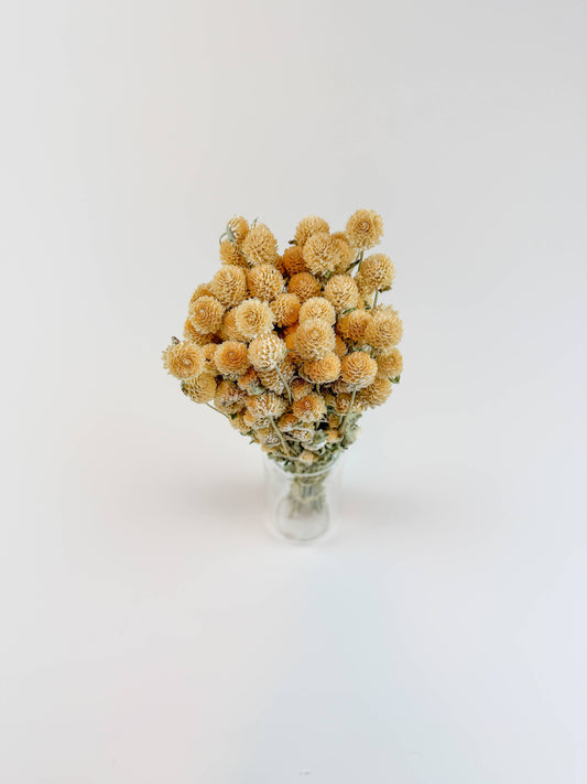 Honey Globe Amaranth – Naturally Dried Flowers